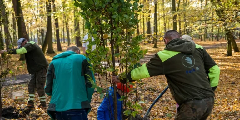 Pracownicy firmy Park M sadzą młode drzewa w jesiennym parku z udziałem lokalnej społeczności.